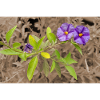 Lycianthes / Gentian Bush in Sepia