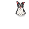 Amour Border Collie