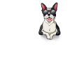 J’adore Boston Terrier