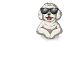 Love Maltese