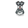 Schnauzer miniature d’amour