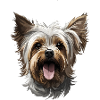 Yorkshire dog