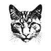Chat 6