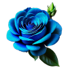 Blue Rose