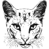 Cat 1