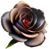Black Rose