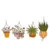 just one more plant