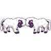 Valais blacknose sheep butting heads