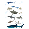 Shark Species Shark Fish
