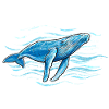 Humpback whale