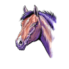 Portrait de cheval