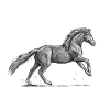 Galop de cheval noir