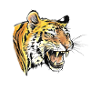Tiger Portrait
