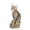 Chat du Bengale