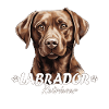 Sjokolade Labba Labrador Retriever Brun Labba Hund