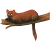 Pine marten