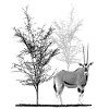 Oryx with trees - antelope in Africa