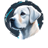 Chien Labrador Retriever Blanc