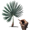 Palme