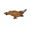 Platypus Schnabeltier