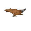 Platypus Schnabeltier