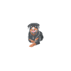 Heartbeat Rottweiler