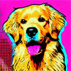 Golden Retriever Pop Art