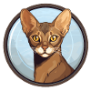 Abyssinian cat
