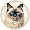 Chat birman