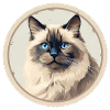 Chat Ragdoll