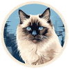 Chat birman