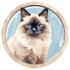 Chat birman