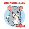 Chinchilla owner chinchillas gift