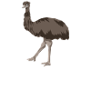 Emu drôle Emus