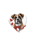 Boxer Love