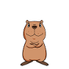 Capybara Wasserschwein Capybaras