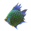 Tropical fish