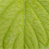 Green leaf