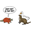 Ornithorynque Schnabeltier