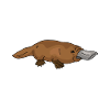 Platypus Schnabeltier