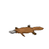 Platypus Schnabeltier