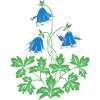 Columbine en bleu et vert