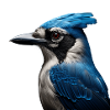 Blue Jay - Blauhäher