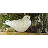 The dove bringing peace
