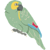 Parrot: Blue-fronted parrot