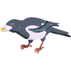 Magpie