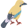 Jay