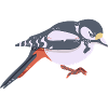 Great spotted woodpecker