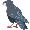 Carrion crow