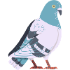 Dove